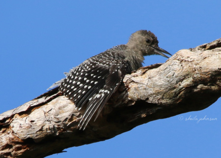 'There's a crazy lady with a camera out here!' Yup. Woodpecker stalking is a regular and favorite pastime for me, and this juvenile Red-Bellied Woodpecker tells mom on me.
