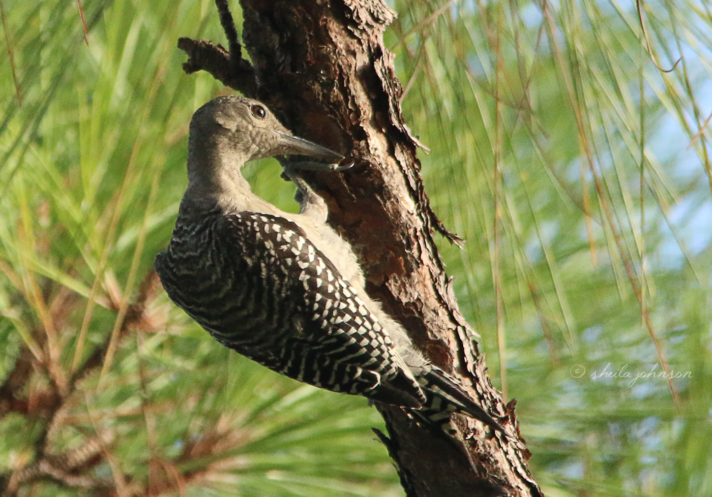 We Can Tell This Red-Bellied Woodpecker Is A Juvenile Because It Has No Red Cap, As The Adults Do.