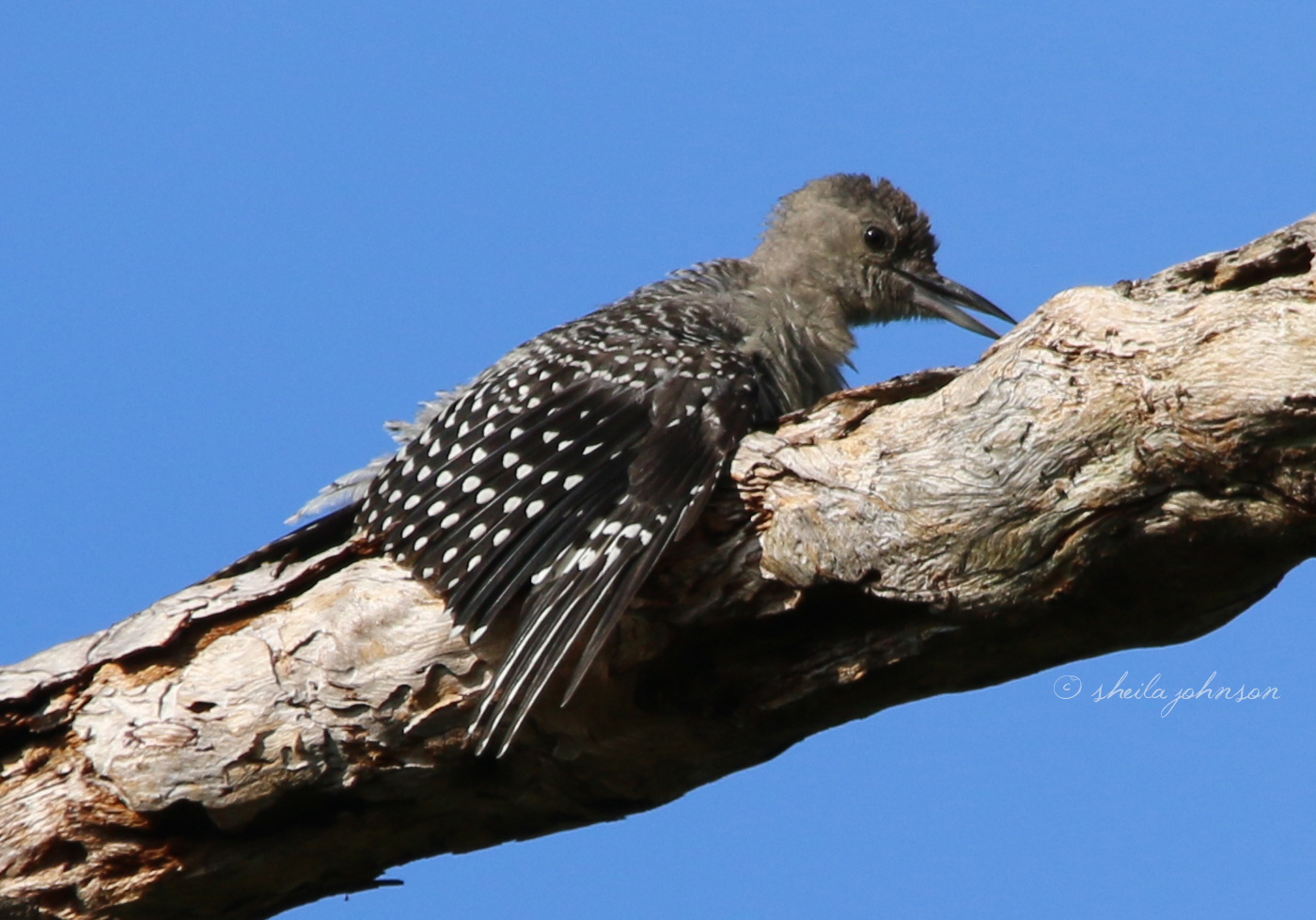 'There's A Crazy Lady With A Camera Out Here!' Yup. Woodpecker Stalking Is A Regular And Favorite Pastime For Me, And This Juvenile Red-Bellied Woodpecker Tells Mom On Me.