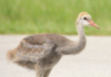 This Juvenile Sandhill Crane Is Trailing Behind The Family To Check Out Every Distraction -- Just Like Kids Do -- And Offers The Perfect Opportunity For Me To Capture This Image.
