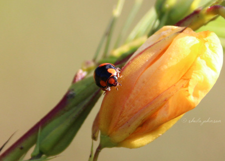 A Ladybug sunbathes on a wildflower on a sunny Florida winter afternoon. The Ladybug on any plant is an indication aphids may be present.
