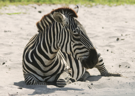This Common or Plains Zebra seems content to soak up the sun and enjoy the lazy days of summer at Lion Country Safari. Some experts believe that zebra stripes help keep them safe, as predators are unable to tell if there are 5 or 50 zebra in a group.