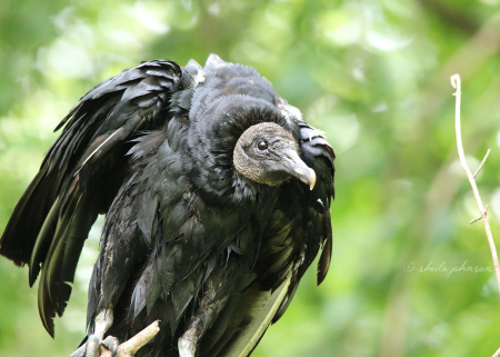 We're not sure what's happening here. Or, rather, why it's happening. There is a decided lean in this Black Vulture, though he seems none worse for the wear.