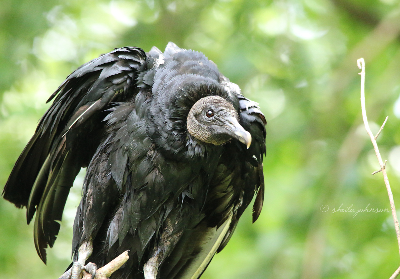 We're Not Sure What's Happening Here. Or, Rather, Why It's Happening. There Is A Decided Lean In This Black Vulture, Though He Seems None Worse For The Wear.