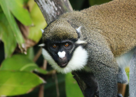 THIS is a Lesser Spot-Nosed Guenon aka Lesser Spot-Nosed Monkey. According to the Zoo Miami website, these monkeys communicate in many ways, including head movements. When in dense brush, they depend on that cute white nose to see those movements more clearly.