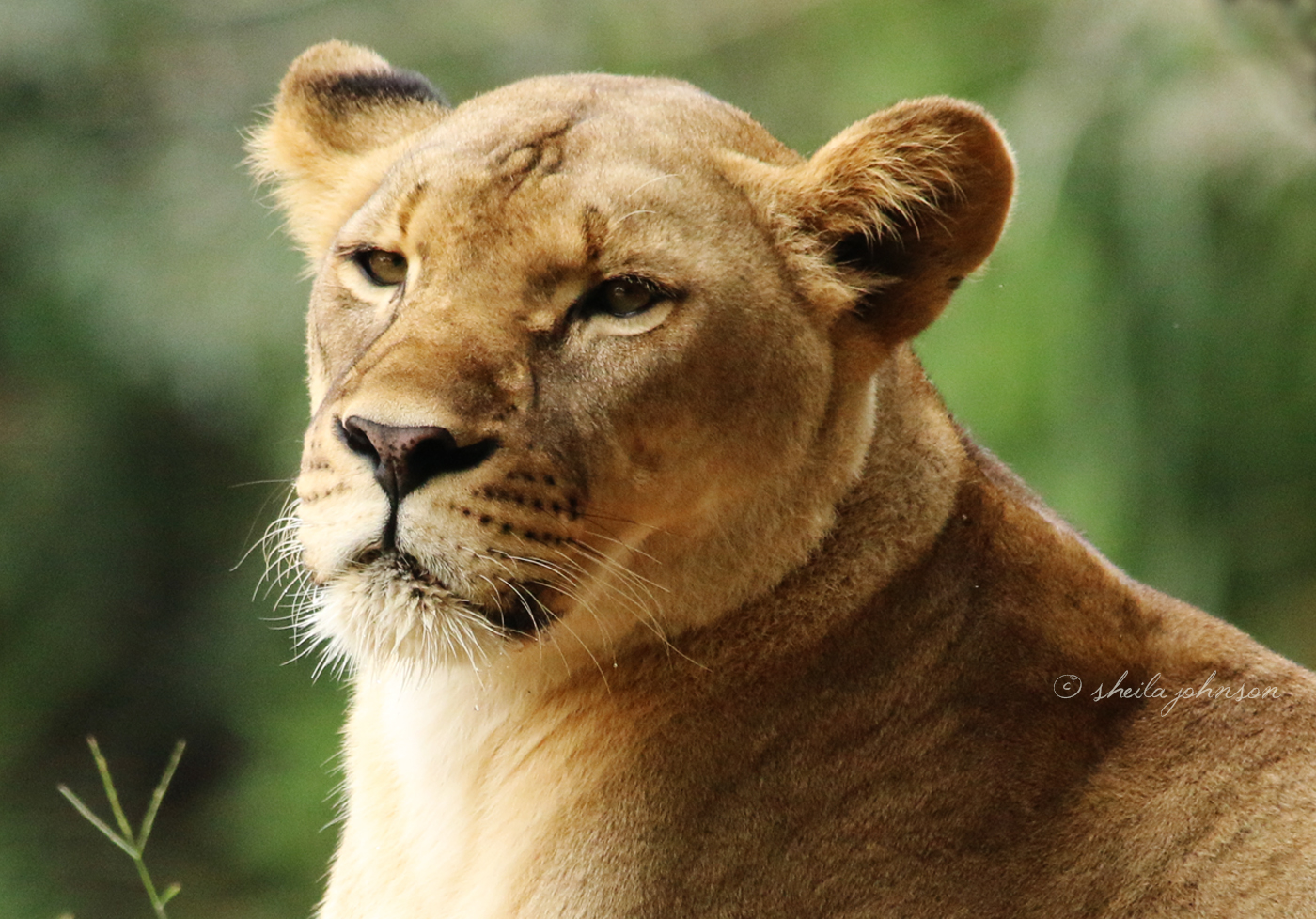 This is one of the lionesses of Zoo Miami. I've always known that lions live in prides, and during my visit to Zoo Miami, I learned that lions are the only cats to live in groups.