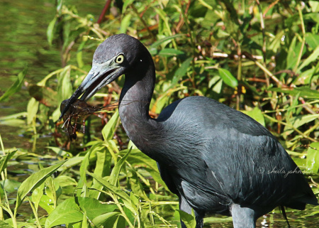 The storm-water retention pond at Kiplinger Preserve, Stuart, Florida, is an excellent place to dine, if you&amp;amp;#039;re a Little Blue Heron. It serves only the freshest seafood, for breakfast, lunch, or dinner!