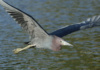 The Banks Of The St. Lucie River Are A Popular Feeding Habitat For Many Bird Species, Including This Little Blue Heron, Who&#039;S A Regular At Kiplinger Preserve, Stuart, Florida.