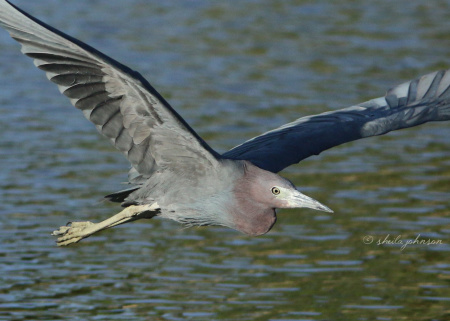 The banks of the St. Lucie River are a popular feeding habitat for many bird species, including this Little Blue Heron, who's a regular at Kiplinger Preserve, Stuart, Florida.