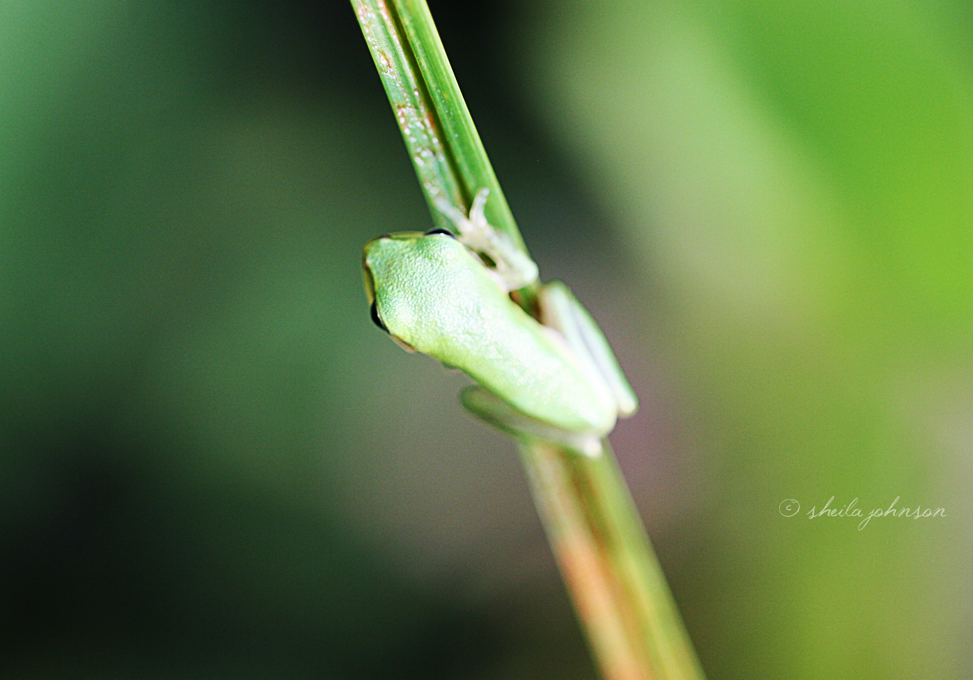 Tiny Green Tree Frogs Such As This Are Difficult To Find In The Wild, Unless You Know Where To Look. I Tend To Find Them Low, Under Leaves Which Offer Cover, And Near Puddles.