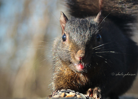 Finding a pile of nuts and seeds left by someone visiting the park, this Black Squirrel gets a little sassy and sticks his tongue out at the camera.