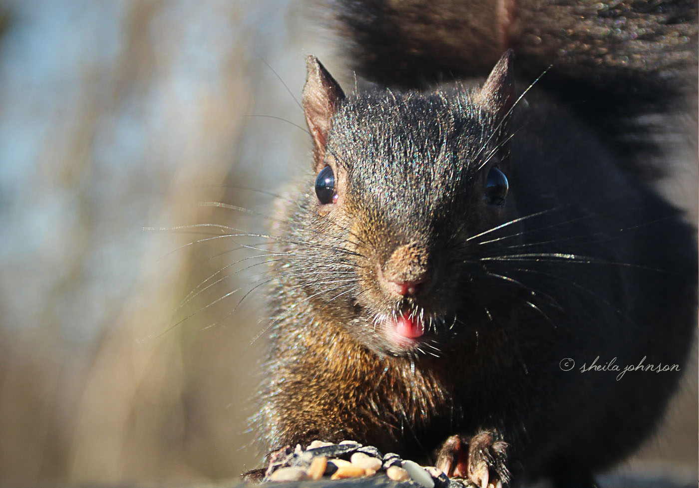 Finding A Pile Of Nuts And Seeds Left By Someone Visiting The Park, This Black Squirrel Gets A Little Sassy And Sticks His Tongue Out At The Camera.
