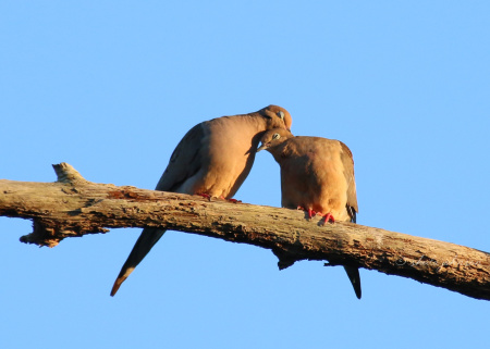 Mourning Doves showing each other some lovin'! Mourning Doves, like many wild birds, mate for life. It's obvious these two adore each other.