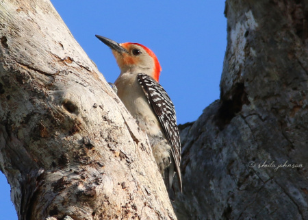 This little guy is taking a break from helping his mate incubate their egglets. Red-Bellied Woodpeckers pairs share this responsibility, as many breeds of birds do.