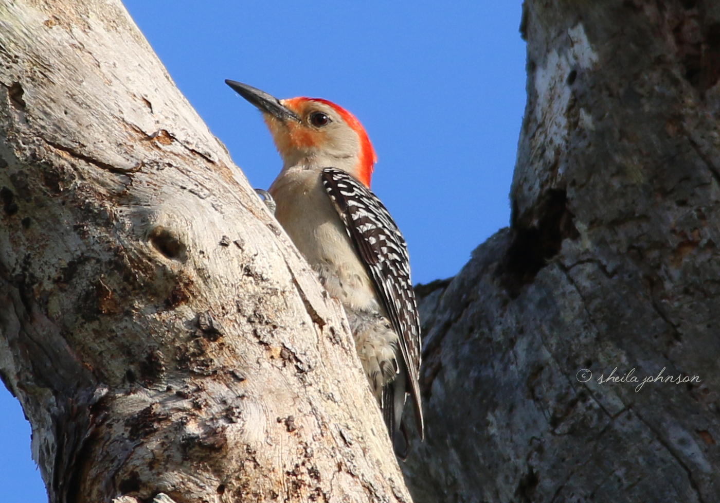 This Little Guy Is Taking A Break From Helping His Mate Incubate Their Egglets. Red-Bellied Woodpeckers Pairs Share This Responsibility, As Many Breeds Of Birds Do.