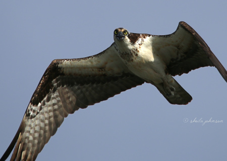 Though she was small, she was fierce! This mama Osprey defends her nest -- as she does each and every time I get as close as I can, which is probably 300 feet away. And that would be separated by a body of water, as well as the height of that nest from the ground.