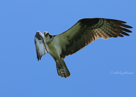 I know she's angry with me for being near her Osprey offspring, but I am enamored of her and happy to click a thousand clicks, if she will just keep flying by.