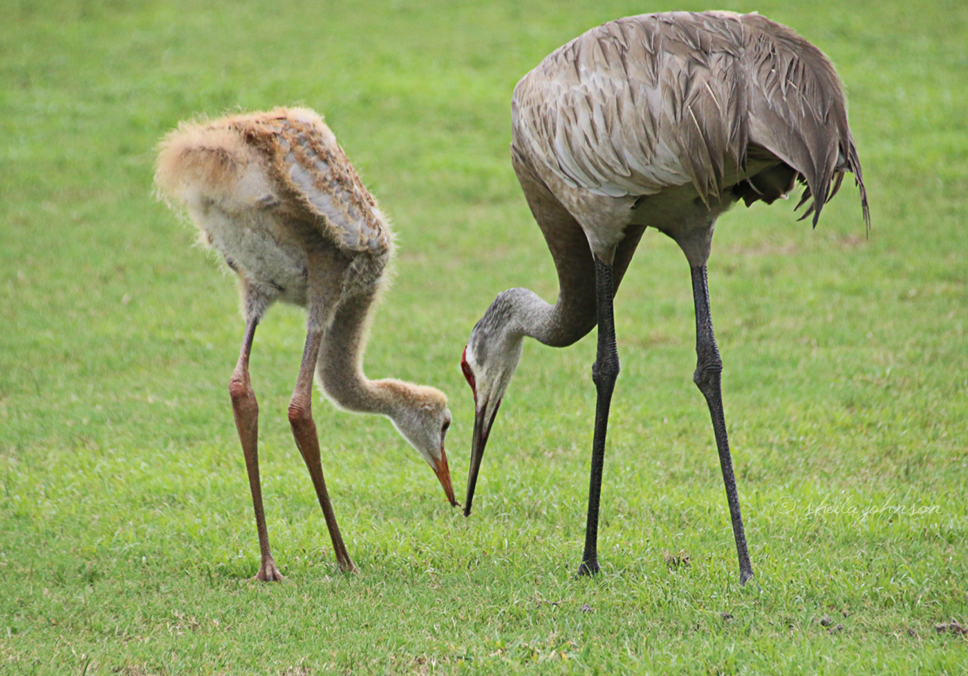 When There Are No Soccer Or Baseball Games At Halpatioke Regional Park In Stuart, Florida, Sandhill Cranes Are Often Found Feasting On Worms And Such On The Fields. Sandhill Cranes Juveniles Stay With Their Parents For As Long A 12 Months After Hatching.