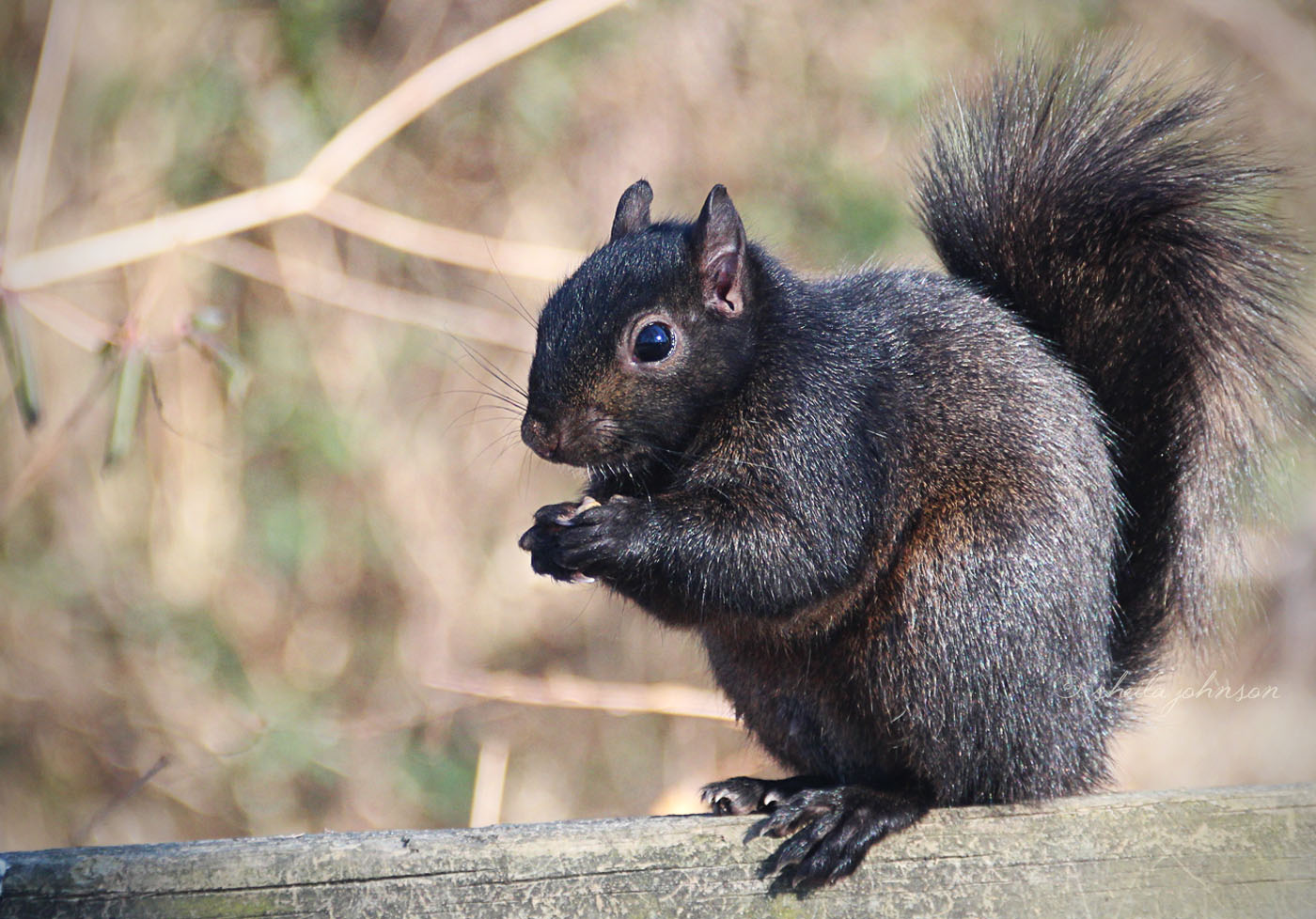 I Love All The Squirrels, But, Gosh, These Black Squirrels Are Surely The Prettiest.