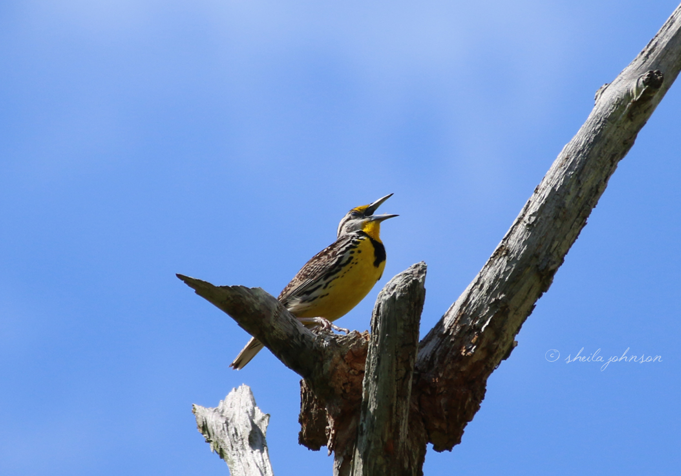 A Meadowlark Sings His Song In A Florida Meadow. The Meadowlark Is The Most Flamboyant Member Of The Member Of The Blackbird Family, With Its Bright Yellow Feathers And Melodic Call.
