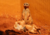 No, We Didn't Add An Orange Filter To This Photo Of The Slender-Tailed Meerkats At Zoo Miami. Apparently, They Enjoy Rolling Around In This Soil, Which We Guess Has A High Clay Content, Thus Giving It An Orange Tinge.