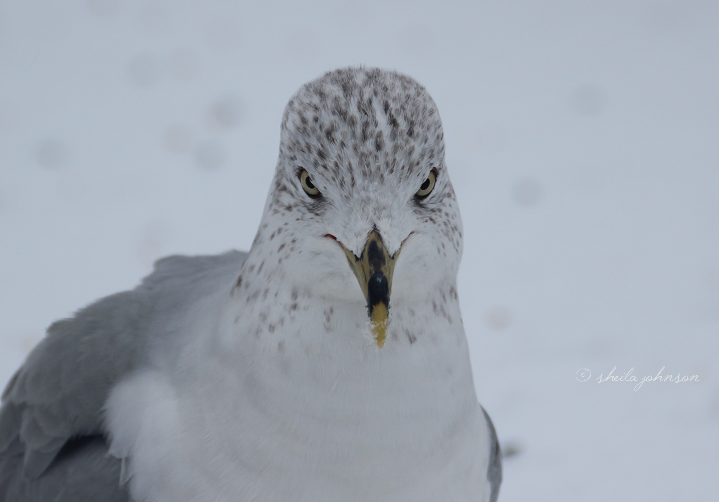 This Maryland Seagull Is Fierce! (Or So He Wants Us To Believe.)