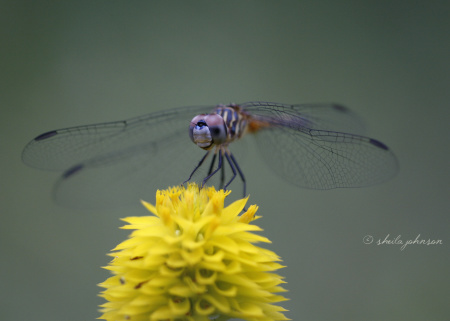A purple Roseate Skimmer Dragonfly has his own little world, just like Horton.