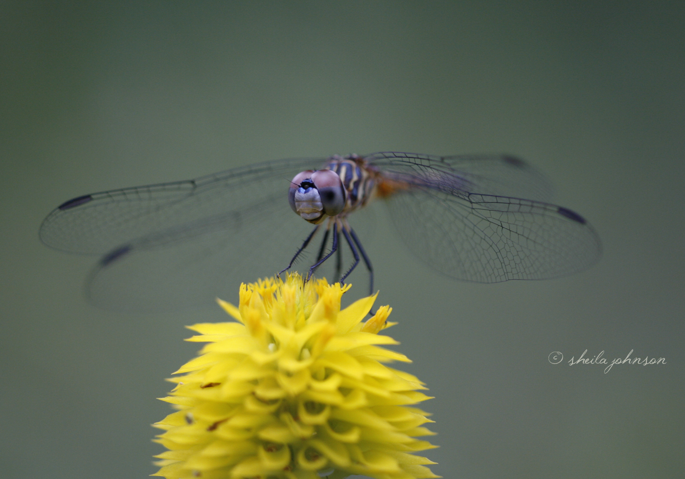 A Purple Roseate Skimmer Dragonfly Has His Own Little World, Just Like Horton.