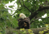 A Maryland Bald Eagle Bares His Large, Capable Claws At Conowingo Damn At The Susquehanna River.