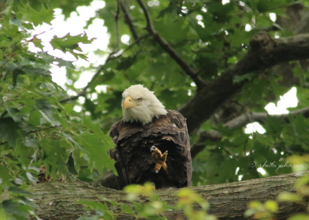 A Maryland Bald Eagle bares his large, capable claws at Conowingo Damn at the Susquehanna River.