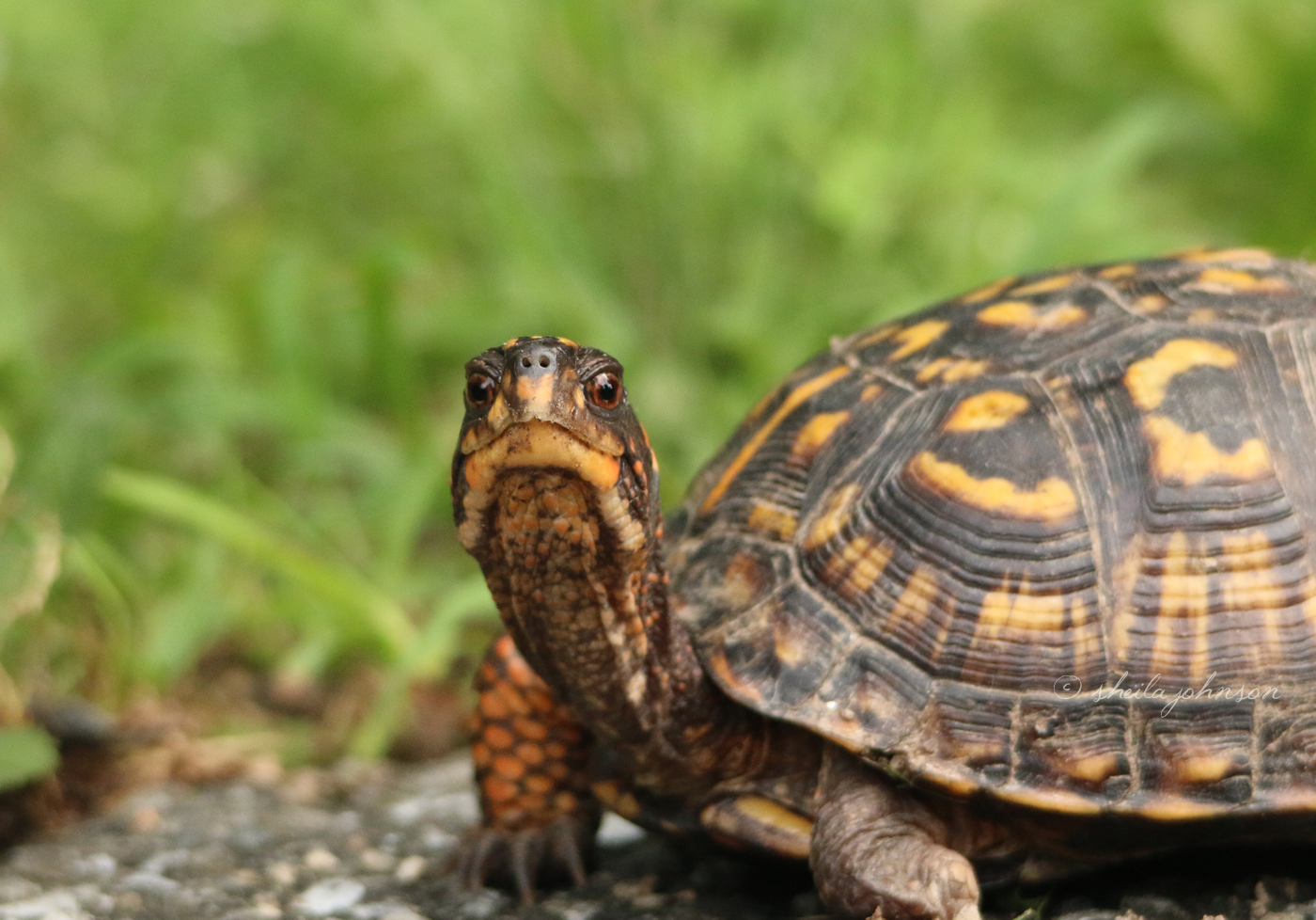 In 2011, The Eastern Box Turtle&#039;S Conservation Status Was Changed From Near Threatened To Vulnerable, As The Name Implies, They Can Be Found All Along The Eastern Coast Of The United States. This One Calls Mariner Point Park, Joppa, Maryland Home.