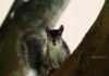 'You Has Treats?' This Florida Squirrel Seems To Be Asking, Curiously.