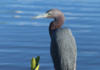 Why Would Such A Big Bird Be Called A &Amp;Amp;Amp;#039;Little Blue Heron&Amp;Amp;Amp;#039;? Because It&Amp;Amp;Amp;#039;S About Half The Size Of A Great Blue Heron! This One Sits Quietly Enjoying The Warm Evening Sun In Downtown Stuart, Florida.