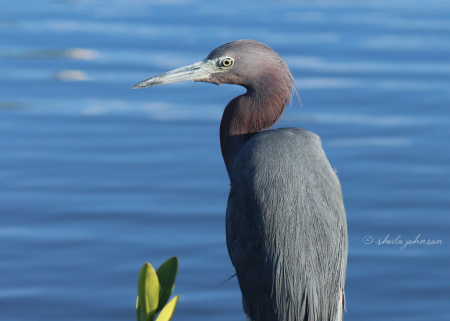 Why would such a big bird be called a &amp;amp;#039;Little Blue Heron&amp;amp;#039;? Because it&amp;amp;#039;s about half the size of a Great Blue Heron! This one sits quietly enjoying the warm evening sun in downtown Stuart, Florida.