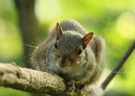 A Maryland squirrel awaits this photographer's next move.