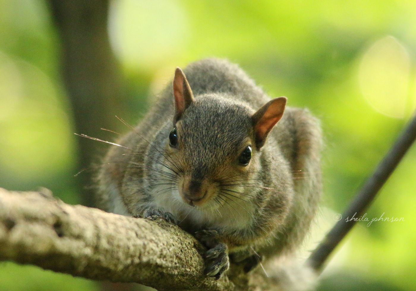 A Maryland Squirrel Awaits This Photographer's Next Move.