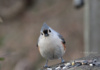 This Little Maryland Tufted Titmouse Watches And Waits.
