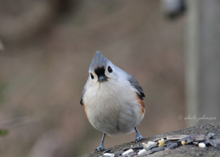 This little Maryland Tufted Titmouse watches and waits.