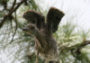 A Juvenile Crested Night Heron Stretches His Wings, While Its Mama Is Out Foraging.