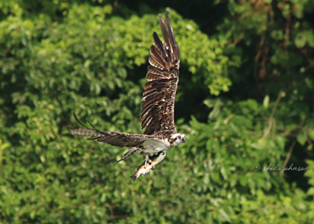 Following the one-handed fish grab, this Osprey surveys the area, presumably looking for would-be thieves.