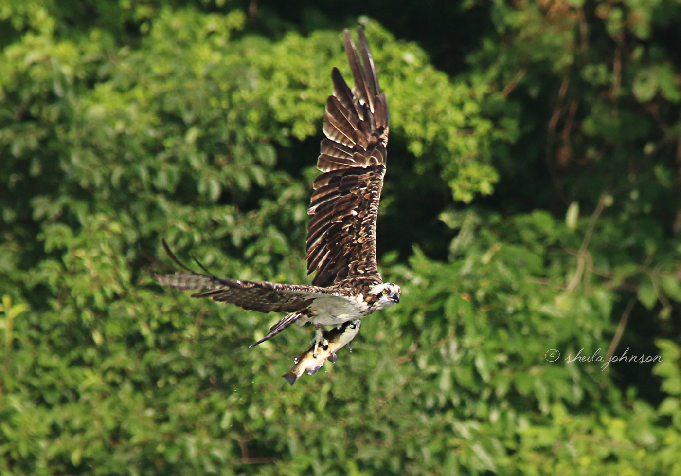 Following The One-Handed Fish Grab, This Osprey Surveys The Area, Presumably Looking For Would-Be Thieves.