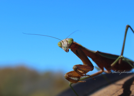 This Preying Mantis looks over his shoulder, while sitting on someone else's