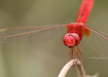 This red Scarlet Skimmer, also known as a Crimson Darter, Dragonfly appears to know just how special he is. This image is available on motivational prints, canvas, and other home decor and office accent products here.