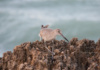 A Happy Willet Forages For Food By The Sea Shore At The House Of Refuge, Hutchinson Island, Florida.