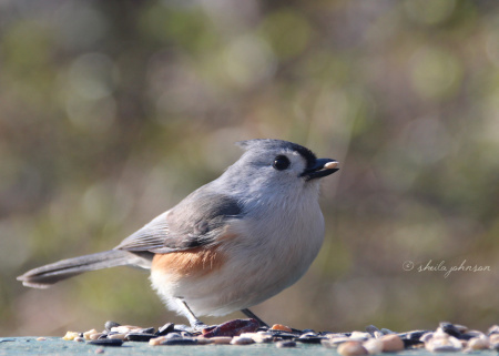 It's treat time for this little Maryland Tufted Titmouse. Though common in the northeast, we see them only in winter in south Florida.