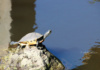 A Little Pond Slider Turtle Appears To Be Doing Yoga On A Rock Near The Retention Pond At Kiplinger Preserve, Stuart, Florida.