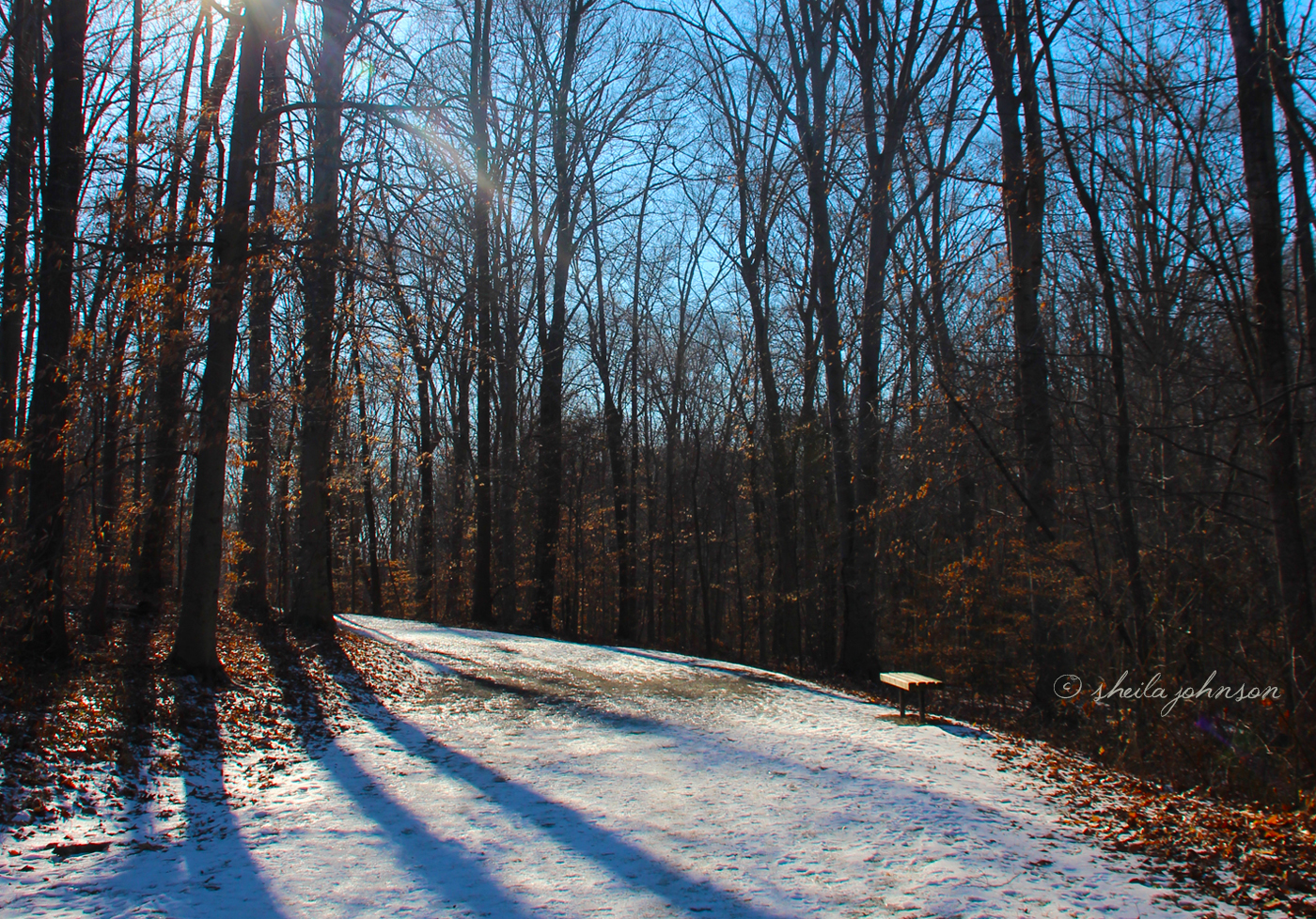 Trees Cast Long Shadows At The Ma And Pa Trail In Bel Air, Maryland, Under The Winter Sunlight.