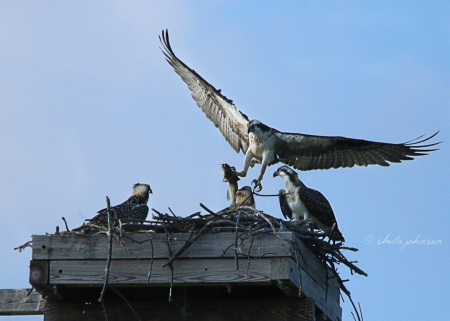 Day in and day out, mama Osprey protects her nest, and she brings home the bacon, too. Catfish is the new bacon, don't ya know?