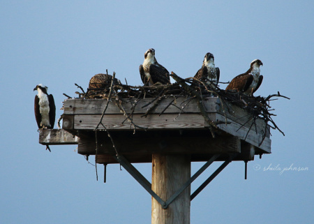 And on this day, the entire family greets us at the 'Life in the Big Nest' Osprey nest. I have a hard time picking mom out from the juveniles, (unless she's yelling at me), but I think she's the one in the middle, with fewer speckles on her chest.