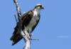 This Osprey Diligently Keeps An Eye Out For Fresh Fish Infringing Upon His Territory At The St. Lucie River. Jail Time Isn&#039;T Enough For Them; They&#039;Ll Be Eaten For Lunch.